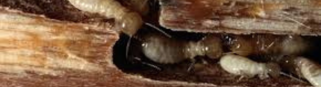 Cupins no Moveis? O que fazer! 24 HORAS